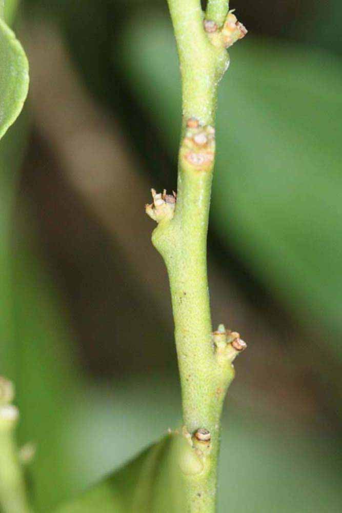            First year twig (Riverside, CA)   